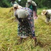 Women harvest paddy in fields bordering jungles where the elephants roam. Credit: Amantha Perera/IPS