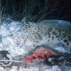 An endangered snow leopard devours its prey. Credit: Project Snow Leopard