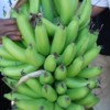 Despite opposition to genetic engineering, a transgenic banana could be what Africa needs. Credit: Busani Bafana/IPS
