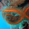 The brittle star is a common nocturnal echinoderm found in the Caribbean. Credit: César Herrera - Census of Marine Life