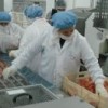 Workers at a Chilean salmon factory Credit: Courtesy of Fundación Terram