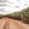 Sugarcane plantation in Brazil  Credit: Courtesy EMBRAPA