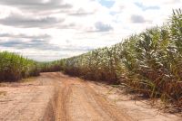 Sugarcane plantation in Brazil  Credit: Courtesy EMBRAPA