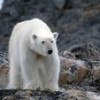 A polar bear on Russia's Chukchi Peninsula. Credit: WWF/Russia