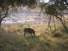Wildlifers worry the Forest Rights Act will threaten India's last critical habitats, which include Ranthambore National Park in Rajasthan. Credit: Keya Acharya/IPS Wildlifers worry the Forest Rights Act will threaten India's last critical habitats, which include Ranthambore National Park in Rajasthan. Credit: Keya Acharya/IPS