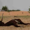 Pastoralists across Mali, Chad and Niger are struggling to find pasture. Credit:  Catherine Lune-Grayson/IRIN