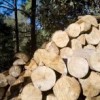 Logs ready for the pulp mill Credit: Mauricio Ramos/IPS