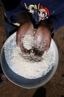 Uganda Could Become Regional Rice Exporter say Researchers | Inter ...
