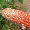 Aflatoxins are toxic, carcinogenic by-products of fungi that colonise maize and groundnuts, among other crops. Credit: Isaiah Esipisu/IPS