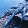 Yacaré caimans hunted illegally in the Mamirauá nature reserve. Credit: Juarez Pezzuti