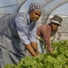 Philippi residents are growing organic produce for sale to upmarket restaurants in Cape Town as well as for their own table. Credit:  Kristin Palitza/IPS