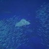 One third of all species of sharks, rays and reef-building corals are facing extinction. Credit: Scott Perry/creative commons
