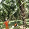 Man and woman harvest oil palm fruit.  Credit: Mario Osava/IPS