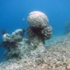 Pacific corals dying off.  Credit: Centre of Excellence for Coral Reef Studies, Australia