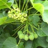 The jatropha fruit can give 40 percent oil, and the dried biomass - leaf and branches - 30 percent. Credit: Manipadma Jena/IPS