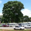 Queues of cars waiting for fuel at a service station in Lilongwe, Malawi. Credit: Claire Ngozo/IPS