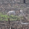 Land cleared with the slash-and-burn technique, where rainforest used to stand.  Credit: Mario Osava/IPS