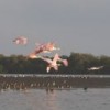 Roseate spoonbills (Platalea ajaja), coastal birds in Sonora, Mexico.  Credit: Mauricio Ramos/IPS