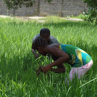 Weeding a demonstration rice plot at Lumley. Credit:  Mohamed Fofanah/IPS