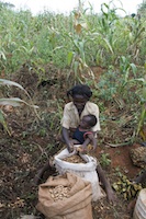 Harvesting groundnuts in DRC: armed conflict is among the reasons for continued food insecurity in many parts of Africa. Credit: John Robinson/IPS Harvesting groundnuts in DRC: armed conflict is among the reasons for continued food insecurity in many parts of Africa. Credit: John Robinson/IPS