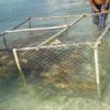 Catching lobsters in Los Roques archipelago, Venezuela.  Credit: Public domain