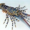Peninsular India's seafood abundance attracts fishing fleets and poachers from around the world. Credit: Marine Products Export Development Authority