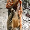 Jahanara combs the tangles in the jute fibre, preparing to twist it into rope. Credit: Manipadma Jena/IPS