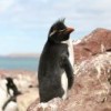 Rockhopper penguin in Isla Pingüino Park, Argentina.  Credit: Courtesy of Argentina's National Parks Administration