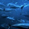 A school of yellowfin tuna.  Credit: NOAA