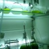 Microalgae, essential to rearing juvenile hatchery fish, being cultured in a lab in Alexandria. Credit: Cam McGrath