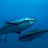 Bluefin tuna. Credit: Keith Ellenbogen/OCEANA