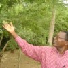 Sebastian Chuwa harvesting African blackwood seeds near Moshi. Credit:  Denis Gathanju/IPS