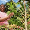Lucy Wanjiku Macharia tends coffee bushes at her farm at Nyarugum-Nyeri in Central Kenya. Only five percent of women in Kenya own land.  Credit: Suleiman Mbatiah/IPS