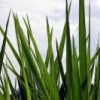 An experimental grass crop at CIAT's Colombian headquarters.  Credit: Neil Palmer/Courtesy of CIAT