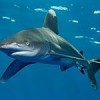 The Oceanic Whitetip. Credit: Matt Fidler