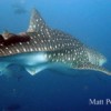 A shark documented by Pretoma in waters of the Pacific, off of Costa Rica.  Credit: Courtesy of Matt Potenski /Pretoma
