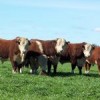 Uruguayan cattle out to pasture.  Credit: Courtesy of the Uruguayan Society of Hereford Breeders