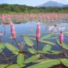 A Mexican wetland is emblematic of Latin America's biodiversity. Credit: Courtesy of UNDP