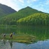 Bamboo needs little water and can reduce coastal erosion, its promoters say. Credit: Courtesy of INBAR