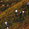 Reforestation of the Mata Atlântica. Credit: Courtesy of ITPA