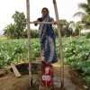 A woman farmer using the treadle pump in Orissa. Credit: Manipadma Jena/IPS