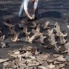 An agent from the U.S. National Oceanic and Atmospheric Administration counts confiscated shark fins. Credit: NOAA