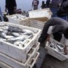 A load of fresh fish near Pisco, Peru. Credit: Photo Stock