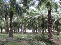 An African oil palm plantation in the Amazonian state of Pará. Credit: Mario Osava/IPS