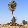 A lone argun palm found growing in southern Egypt. Credit: Haitham Ibrahim
