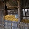 Corncobs stored in Chiapas, Mexico.  Credit: Mauricio Ramos/IPS