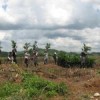 Farmers plant African palm in the northern Guatemalan department of Alta Verapaz.  Credit: Laura Hurtado, Courtesy of ActionAid Guatemala