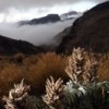 Mountain vegetation on Pico de Orizaba, Mexico. Credit: Mauricio Ramos/IPS