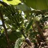 Banana plantation in Pernambuco, Brazil Credit: Alejandro Arigón/IPS