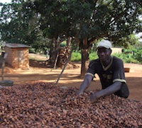 Ivorian cocoa producers are keeping their harvests on the farm due to European Union sanctions. Credit:  Fulgence Zamblé/IPS